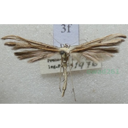 Emmelina monodactyla (Linnaeus, 1758) Piórolotek zwyczajny Czech3f